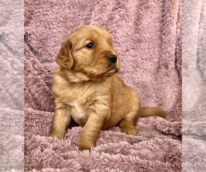 Golden Retriever Puppy for sale in DELTA, CO, USA