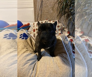 French Bulldog Puppy for sale in BELLFLOWER, CA, USA