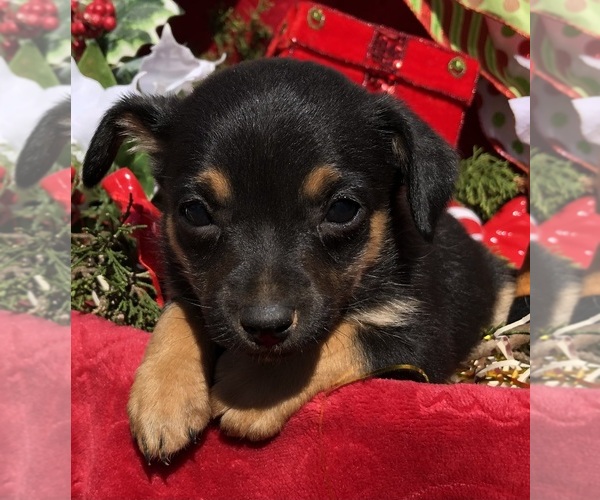 Medium Photo #7 Australian Shepherd-Chihuahua Mix Puppy For Sale in SHERMAN, TX, USA