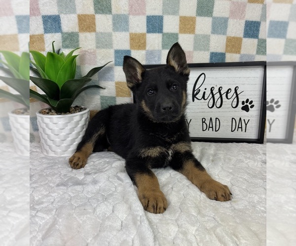 Medium Photo #3 German Shepherd Dog Puppy For Sale in FRANKLIN, IN, USA