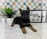 Small #2 German Shepherd Dog