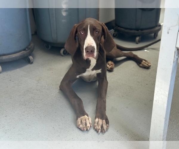Medium Photo #1 Great Dane Puppy For Sale in LAKELAND, FL, USA