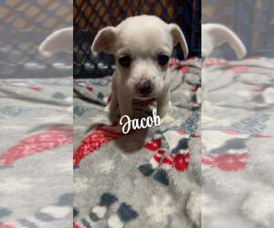 Chihuahua-Unknown Mix Dogs for adoption in Binghamton, NY, USA