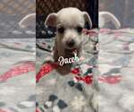 Small Chihuahua Mix