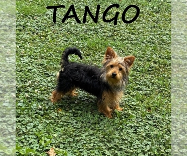 Medium Photo #1 YorkiePoo Puppy For Sale in HARTLAND, MN, USA