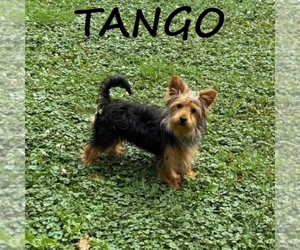 YorkiePoo Puppy for sale in HARTLAND, MN, USA