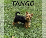 Small YorkiePoo