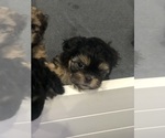 Small Photo #3 Zuchon Puppy For Sale in VIRGINIA BEACH, VA, USA