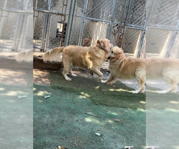 Medium Photo #5 Golden Retriever Puppy For Sale in MIDWAY, UT, USA