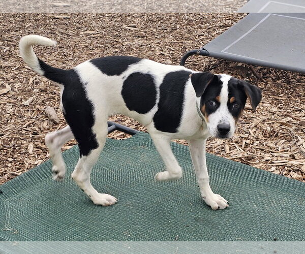 Medium Photo #6 Mutt Puppy For Sale in Bloomingdale, NJ, USA