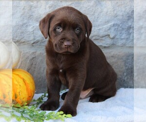 Labrador Retriever Puppy for sale in EPHRATA, PA, USA