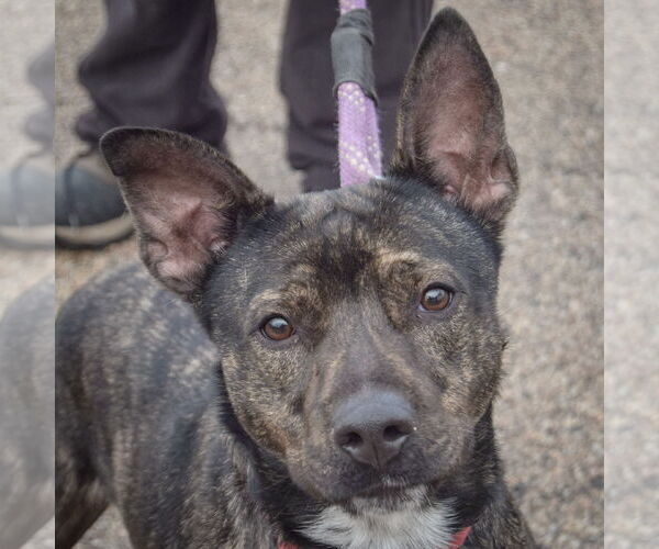 Medium Photo #1 American Staffordshire Terrier-Unknown Mix Puppy For Sale in Huntley, IL, USA
