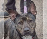 Small American Staffordshire Terrier Mix