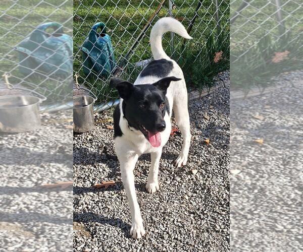 Medium Photo #5 Border Collie-Unknown Mix Puppy For Sale in Rockaway, NJ, USA