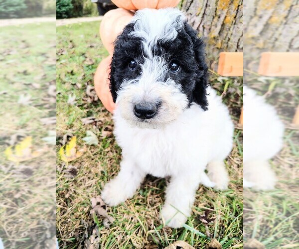 Medium Photo #1 Goldendoodle Puppy For Sale in RAMSEY, IL, USA