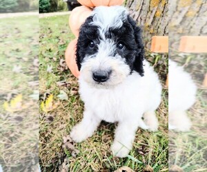 Goldendoodle Puppy for sale in RAMSEY, IL, USA