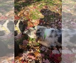 Small Photo #30 Australian Shepherd-F2 Aussiedoodle Mix Puppy For Sale in RALEIGH, NC, USA