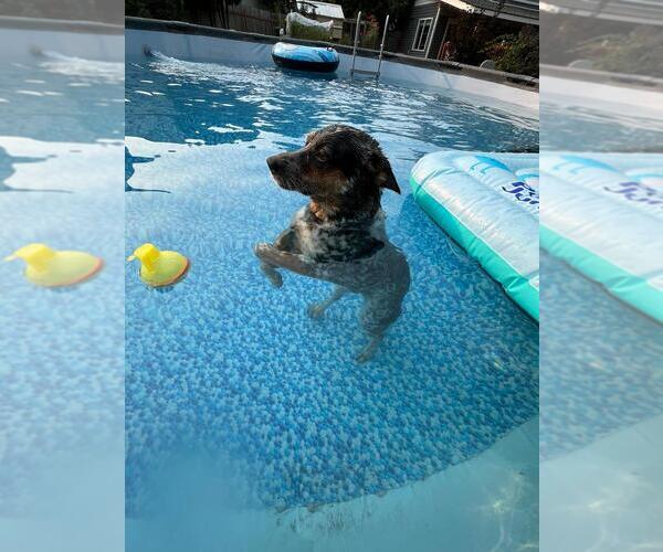 Medium Photo #6 Australian Cattle Dog Puppy For Sale in PUYALLUP, WA, USA