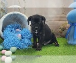 Small #8 Catahoula Leopard Dog