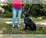 Small #5 American Pit Bull Terrier Mix