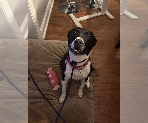 Medium Photo #4 Mutt Puppy For Sale in Derwood, MD, USA