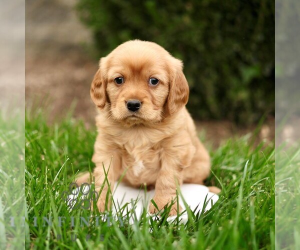 Medium Photo #2 Golden Retriever Puppy For Sale in STRASBURG, PA, USA