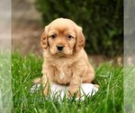 Archie - Male Golden Retriever Puppy for Sale - Photo #2