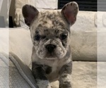 Puppy 6 French Bulldog