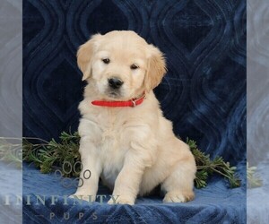 Golden Retriever Puppy for sale in NARVON, PA, USA