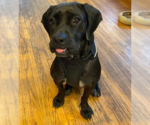 Small Photo #3 Basset Hound-Labrador Retriever Mix Puppy For Sale in Brooklyn Center, MN, USA