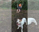 Small #4 Mutt