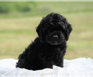 Cocker Spaniel-Poodle (Miniature) Mix Puppy for sale in FREDERICKSBG, OH, USA