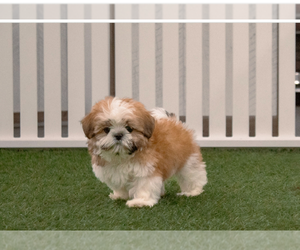 Shih Tzu Puppy for sale in BROOKLYN, NY, USA