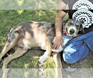 Duke - Male Catahoula Leopard Dog-Unknown Mix Dog for Adoption - Photo #3