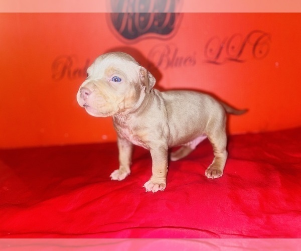 Medium Photo #1 American Bully Puppy For Sale in TRENTON, NJ, USA