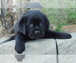 Small Labrador Retriever