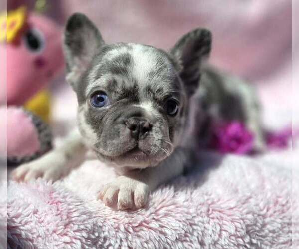 Medium Photo #5 French Bulldog Puppy For Sale in BOSTON, KY, USA