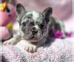 Small #4 French Bulldog