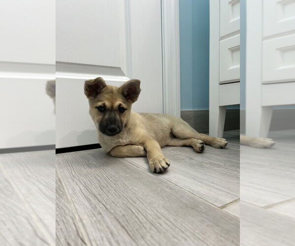 Medium Photo #6 Mutt Puppy For Sale in Brewster, NY, USA