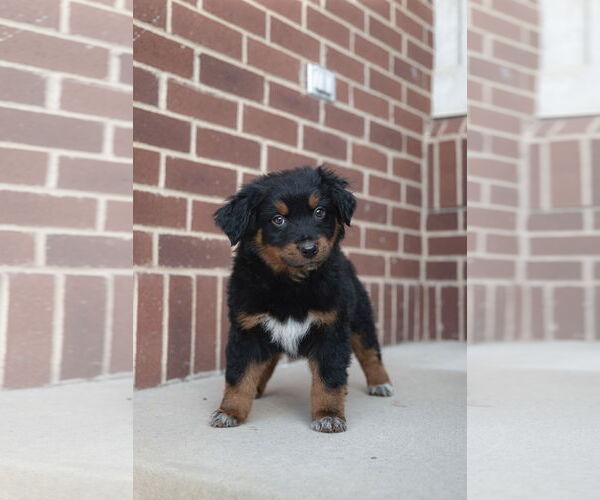 Medium Photo #5 Collie-Unknown Mix Puppy For Sale in Sandy, UT, USA
