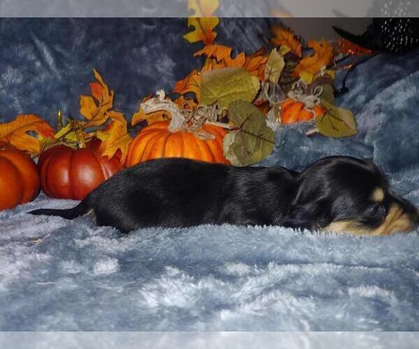 Medium Photo #3 Dachshund Puppy For Sale in FEDERAL HEIGHTS, CO, USA