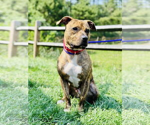 American Pit Bull Terrier-Unknown Mix Dogs for adoption in Manahawkin, NJ, USA