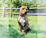 Small American Pit Bull Terrier Mix