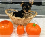 Puppy Puppy 3 Yorkshire Terrier