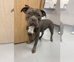 ART - Male Bulldog-Unknown Mix Dog for Adoption - Small photo