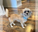 Small #1 Shih Tzu Mix