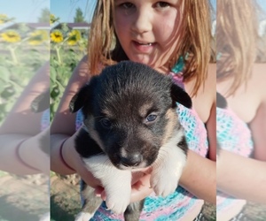 Pembroke Welsh Corgi Puppy for sale in GALLEGOS, NM, USA