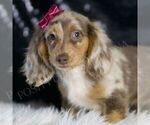 Small #3 Dachshund
