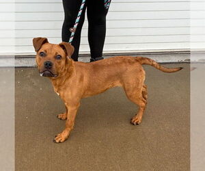 Boxer-Staffordshire Bull Terrier Mix Dogs for adoption in Louisville, KY, USA