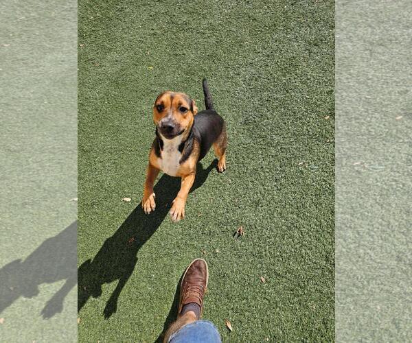 Medium Photo #2 Mutt Puppy For Sale in Rockwall, TX, USA